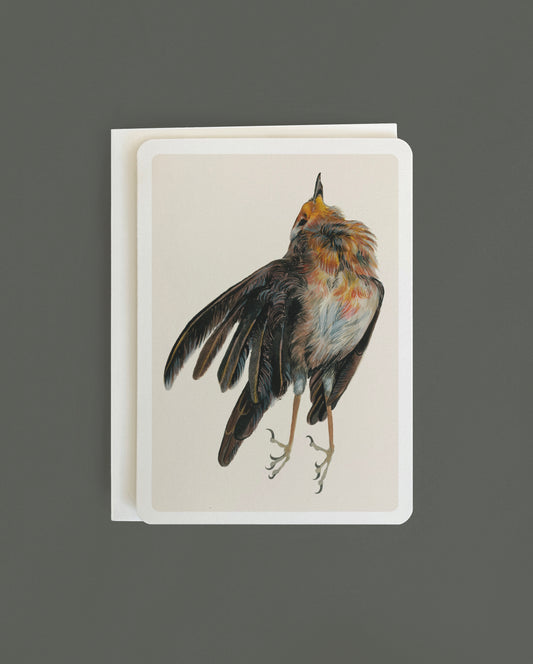 Robin Study No. 2 - Greeting card