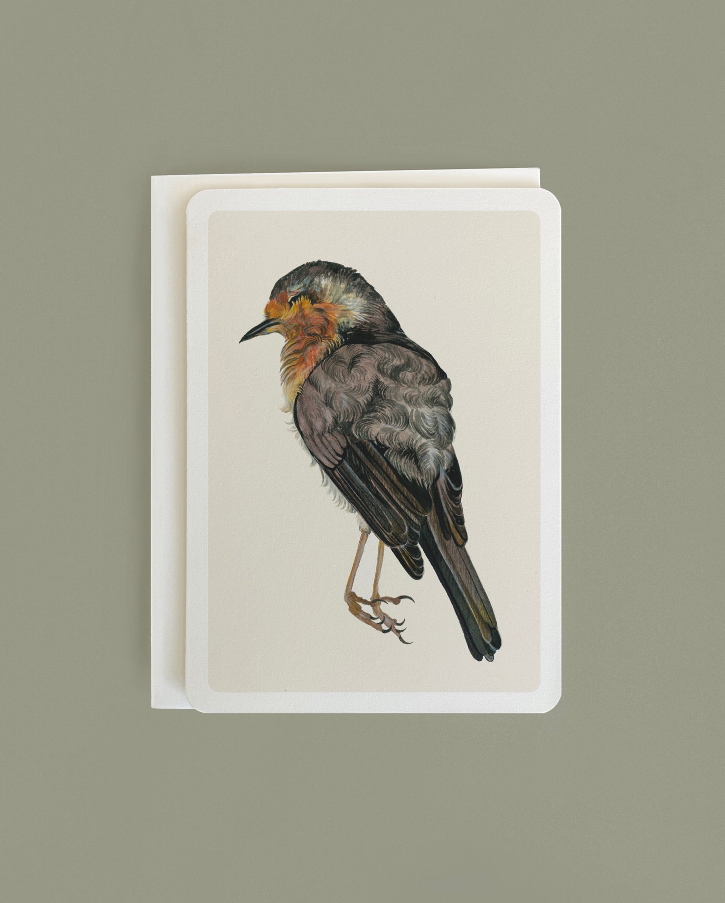 Robin Study No. 1 - Greeting card